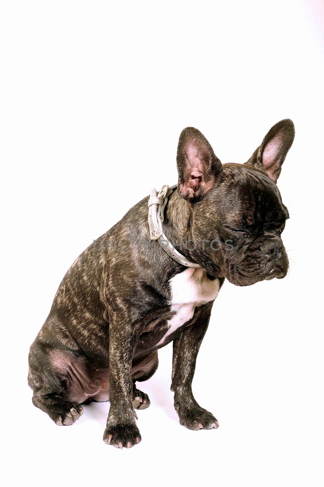 French bulldog on white background in studio
