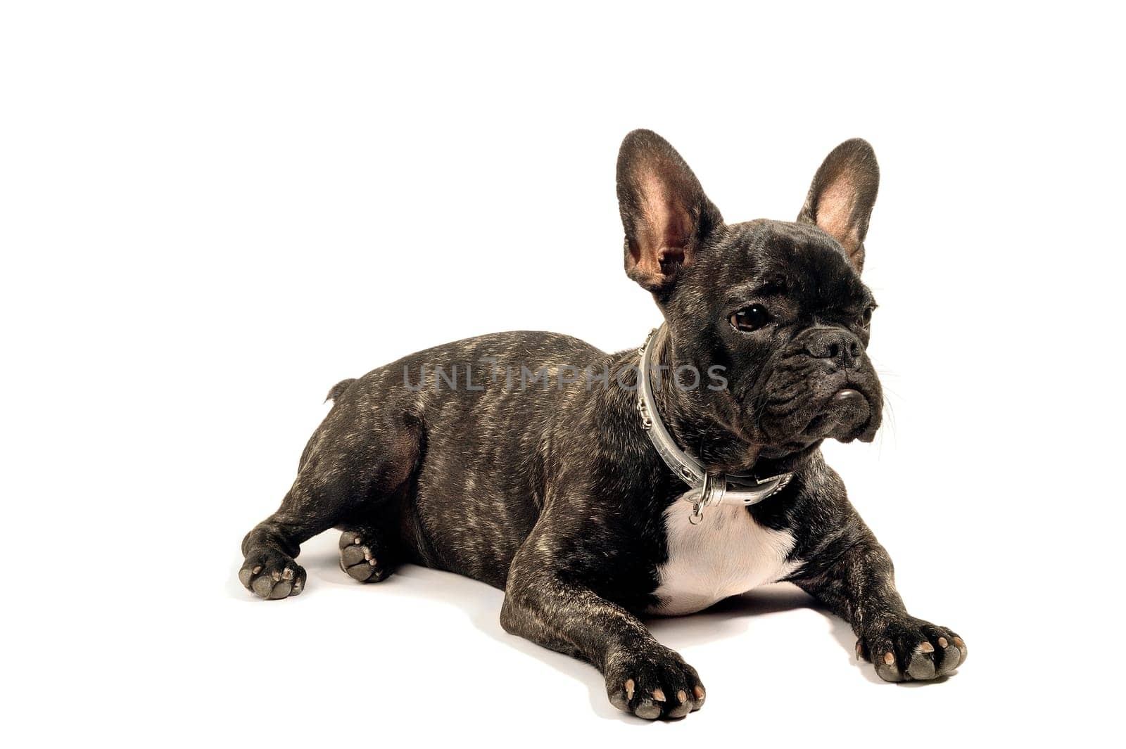 French bulldog on white background in studio