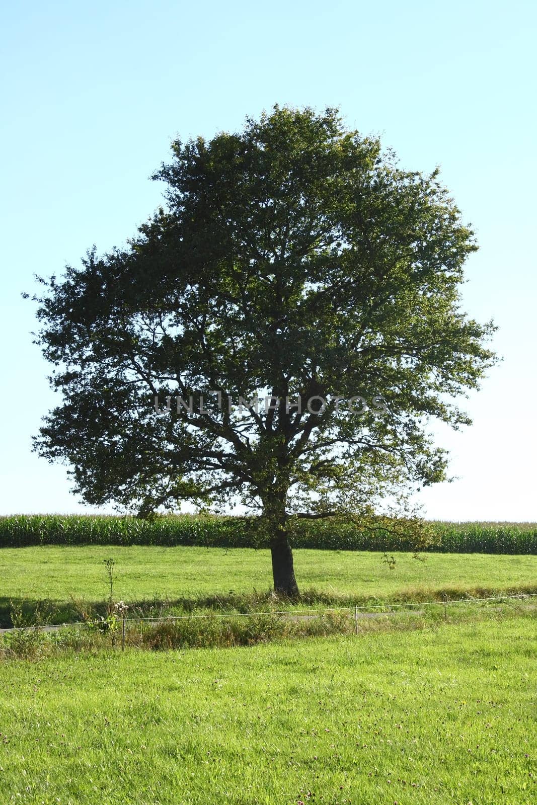 single tree,with blue sky in the background