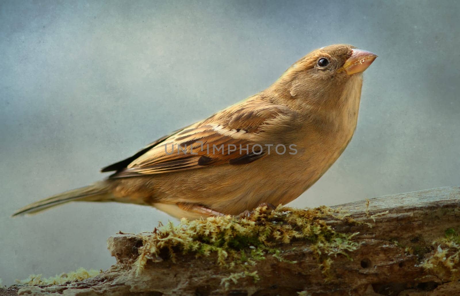 Sparrows (Passeridae)
