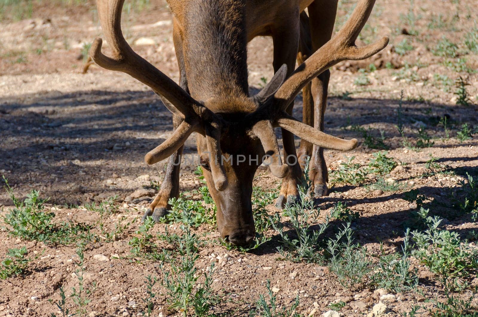 closeup of a deer in the Grand Canyon