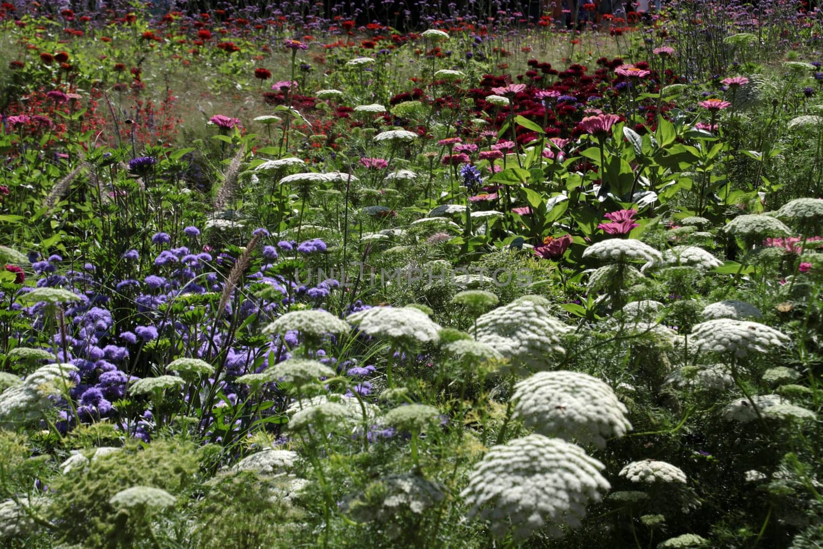 Colourful flower meadow