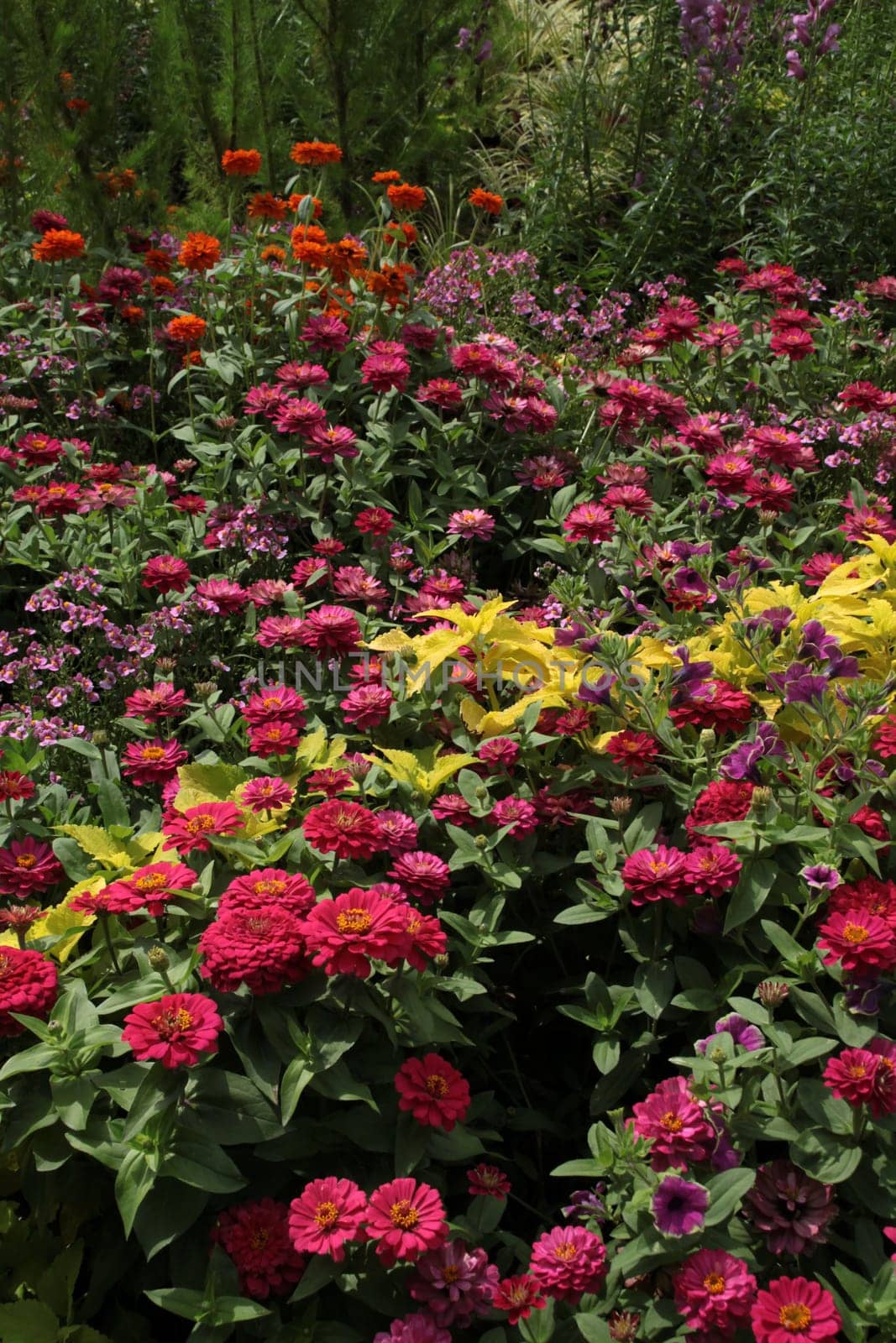 Colourful flower meadow