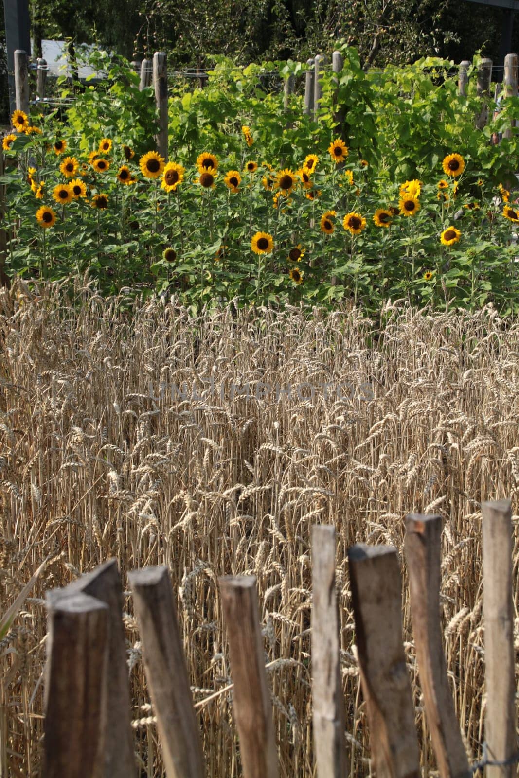 Sunflowers behind a fence