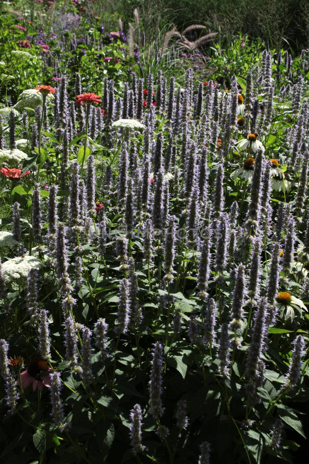 Colourful flower meadow