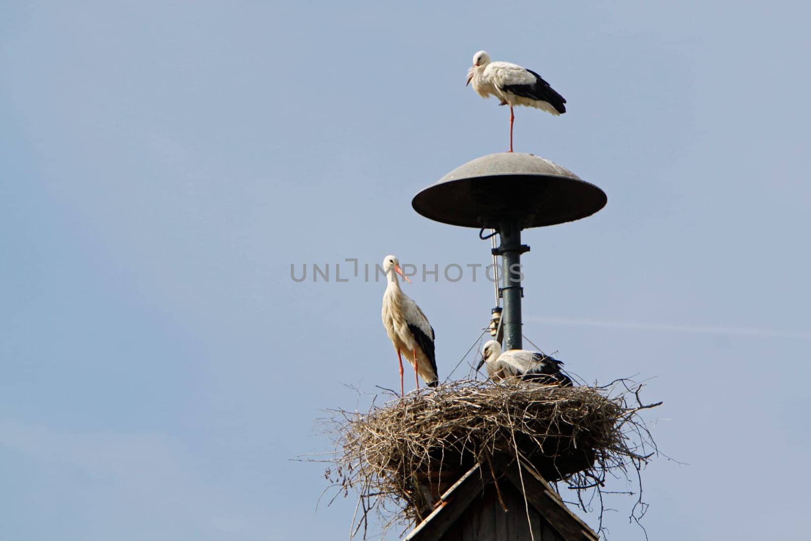 Stork's nest at the fire station in Elbrinxen (Lipperland)