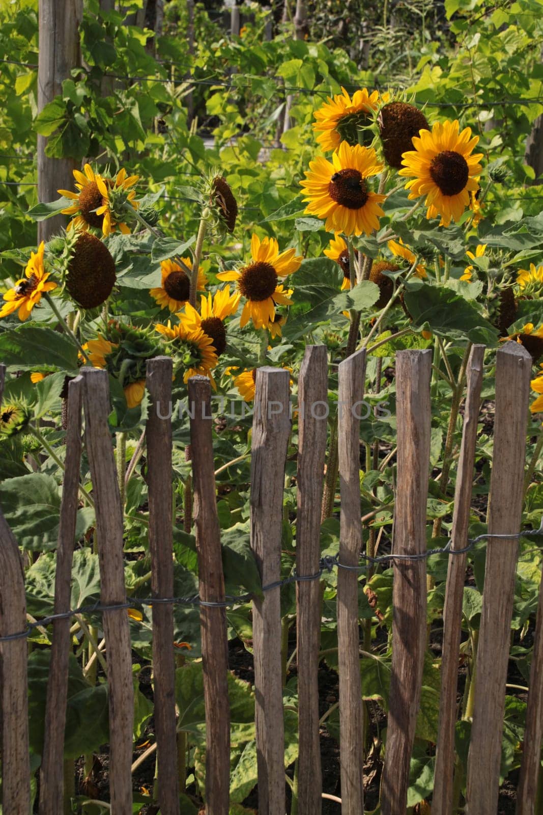 Sunflowers behind a fence