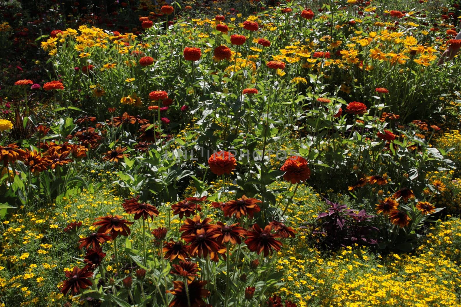 Colourful flower meadow