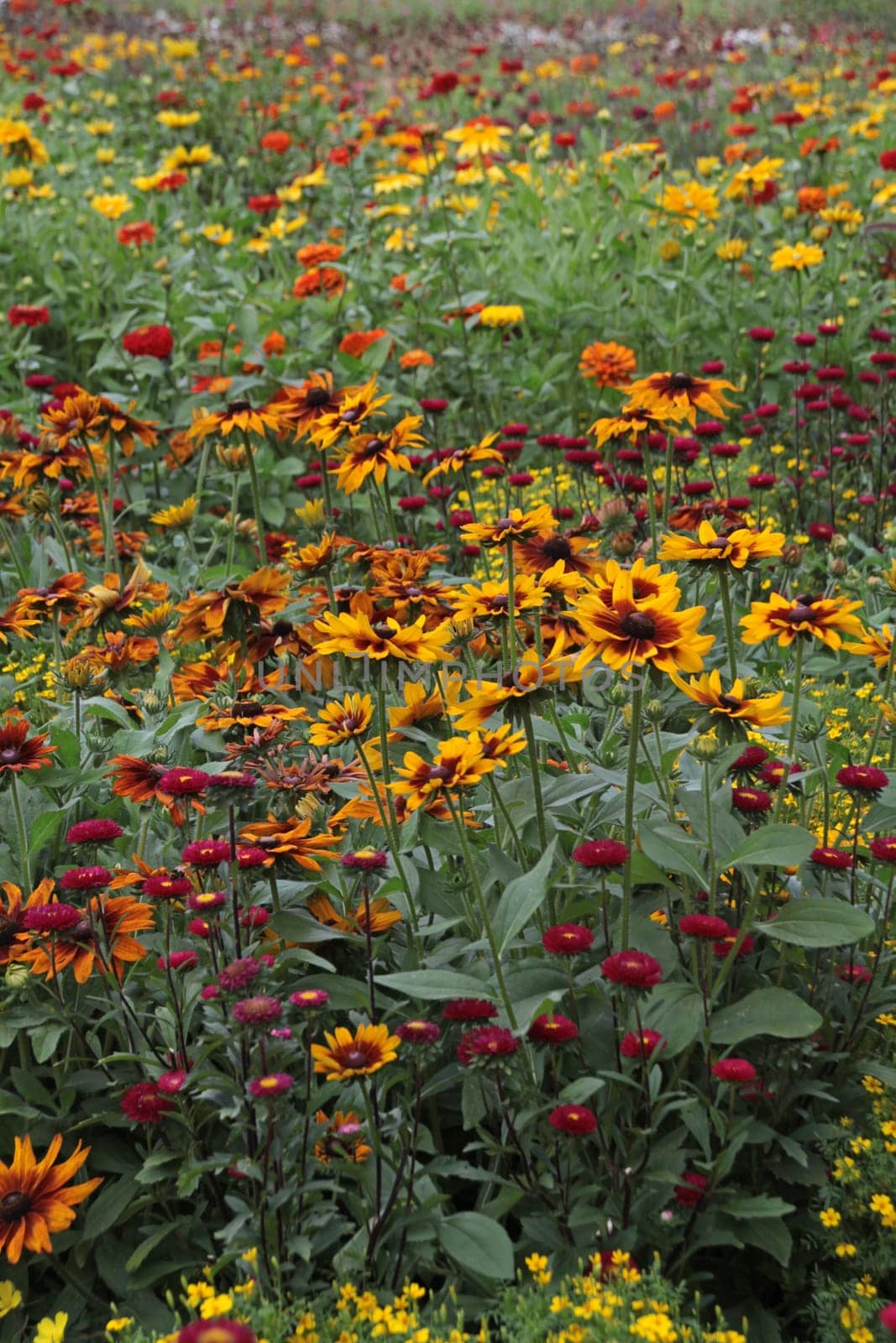 Colourful flower meadow
