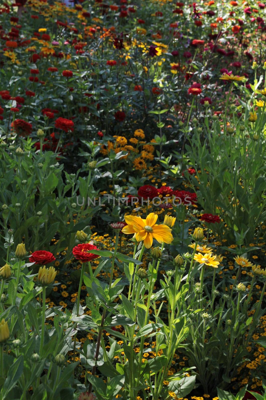 Colourful flower meadow