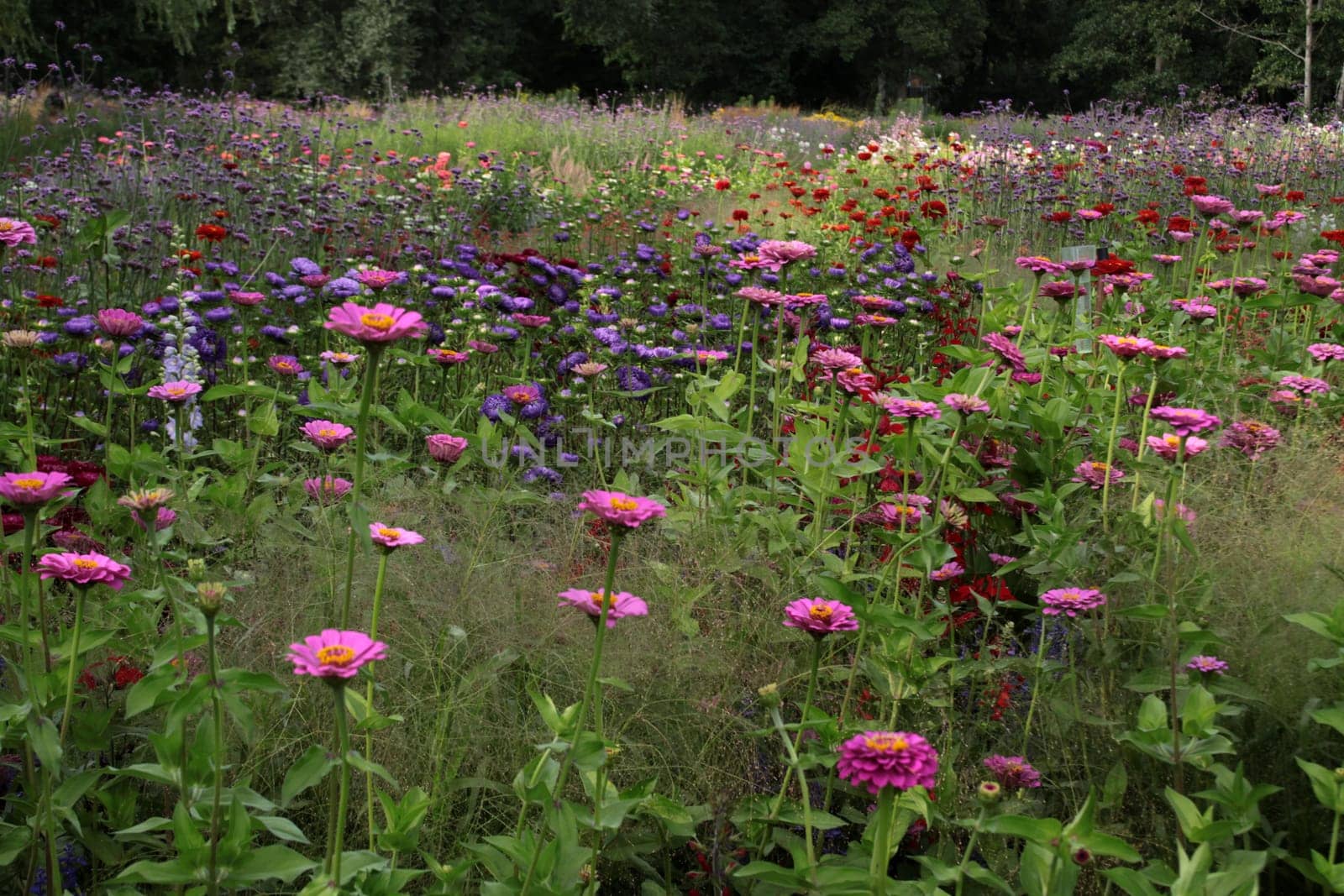 Colourful flower meadow
