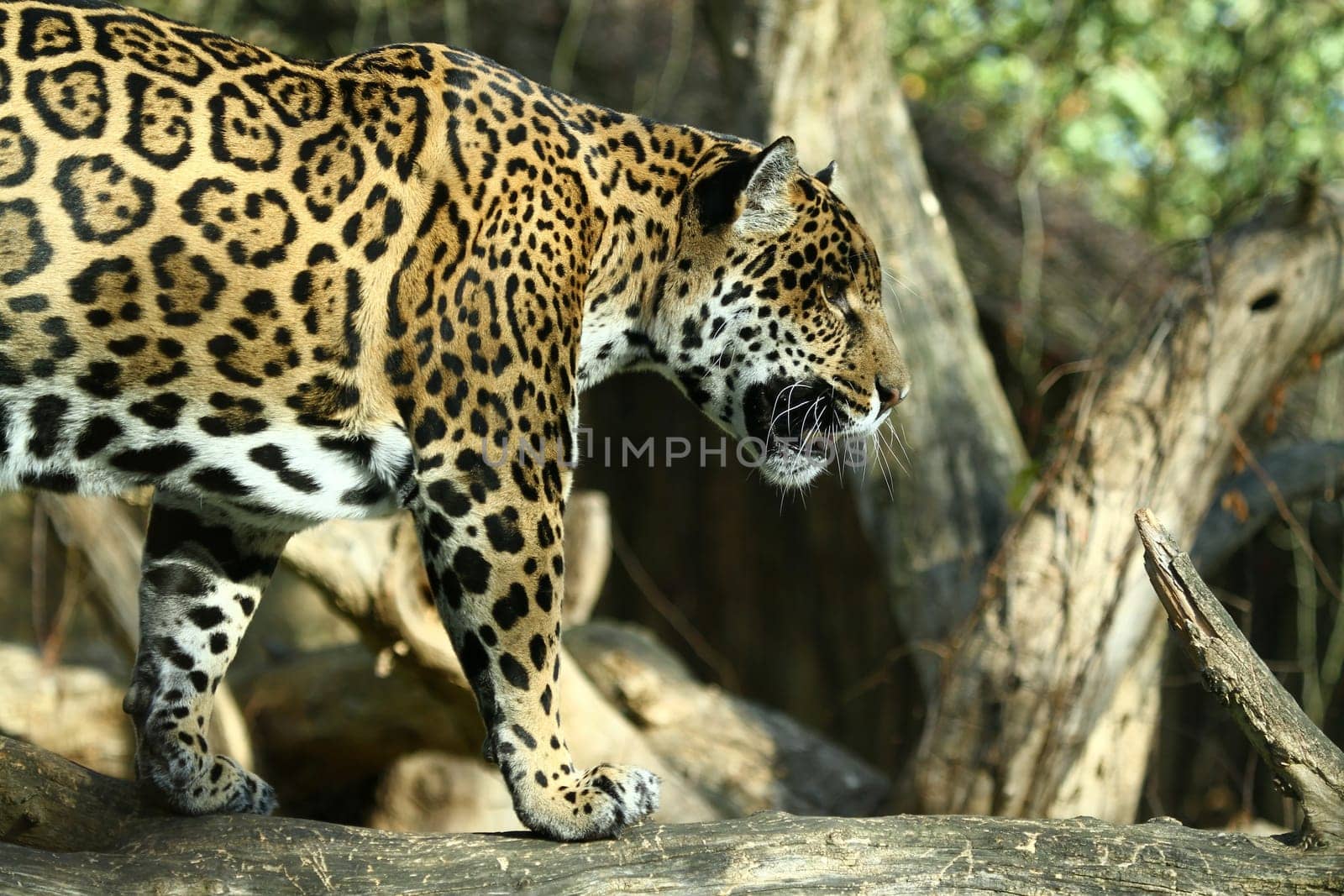 Jaguar