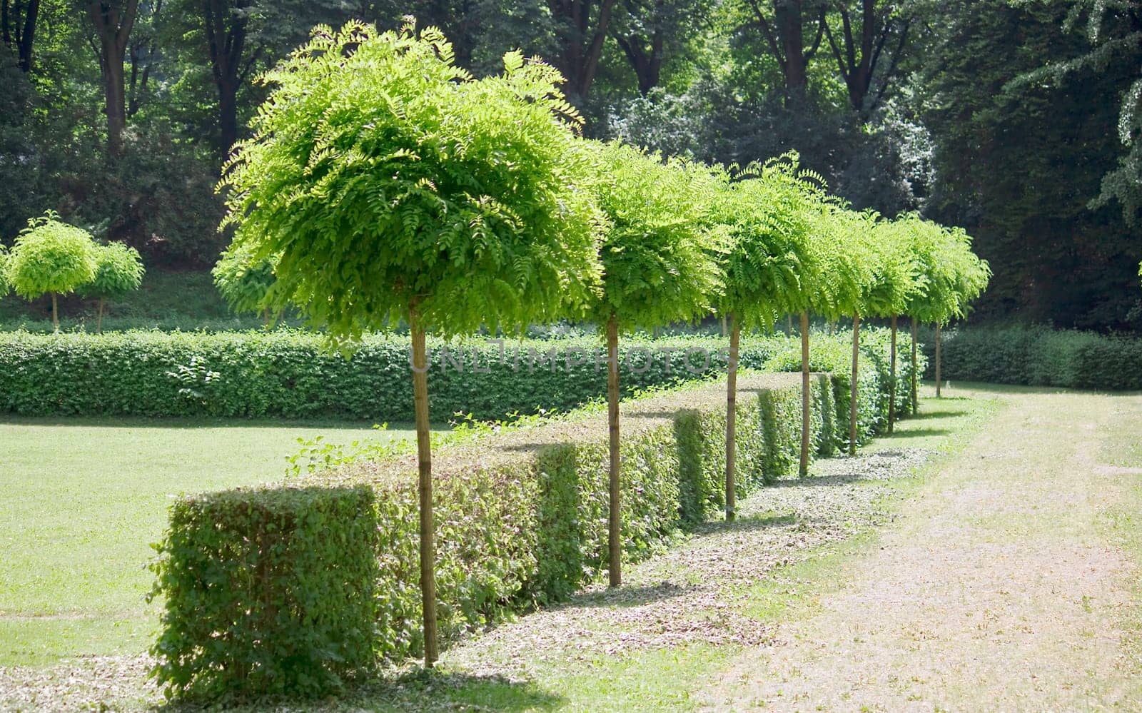 The well-kept garden 02