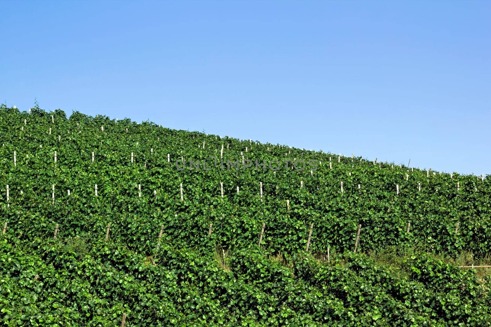 Vineyard in summer
