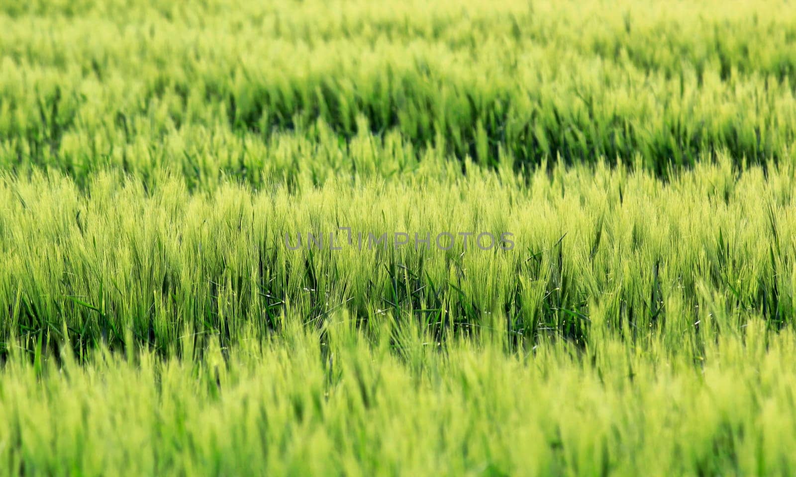 Green grain field in the wind