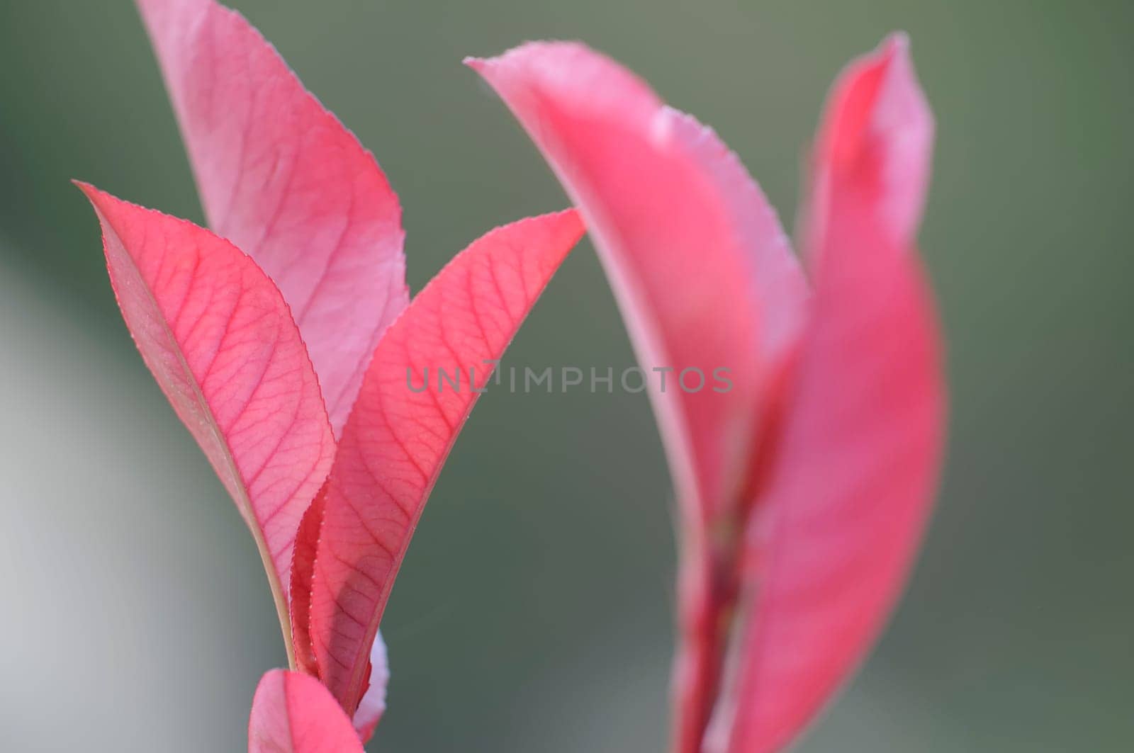 Photinia
