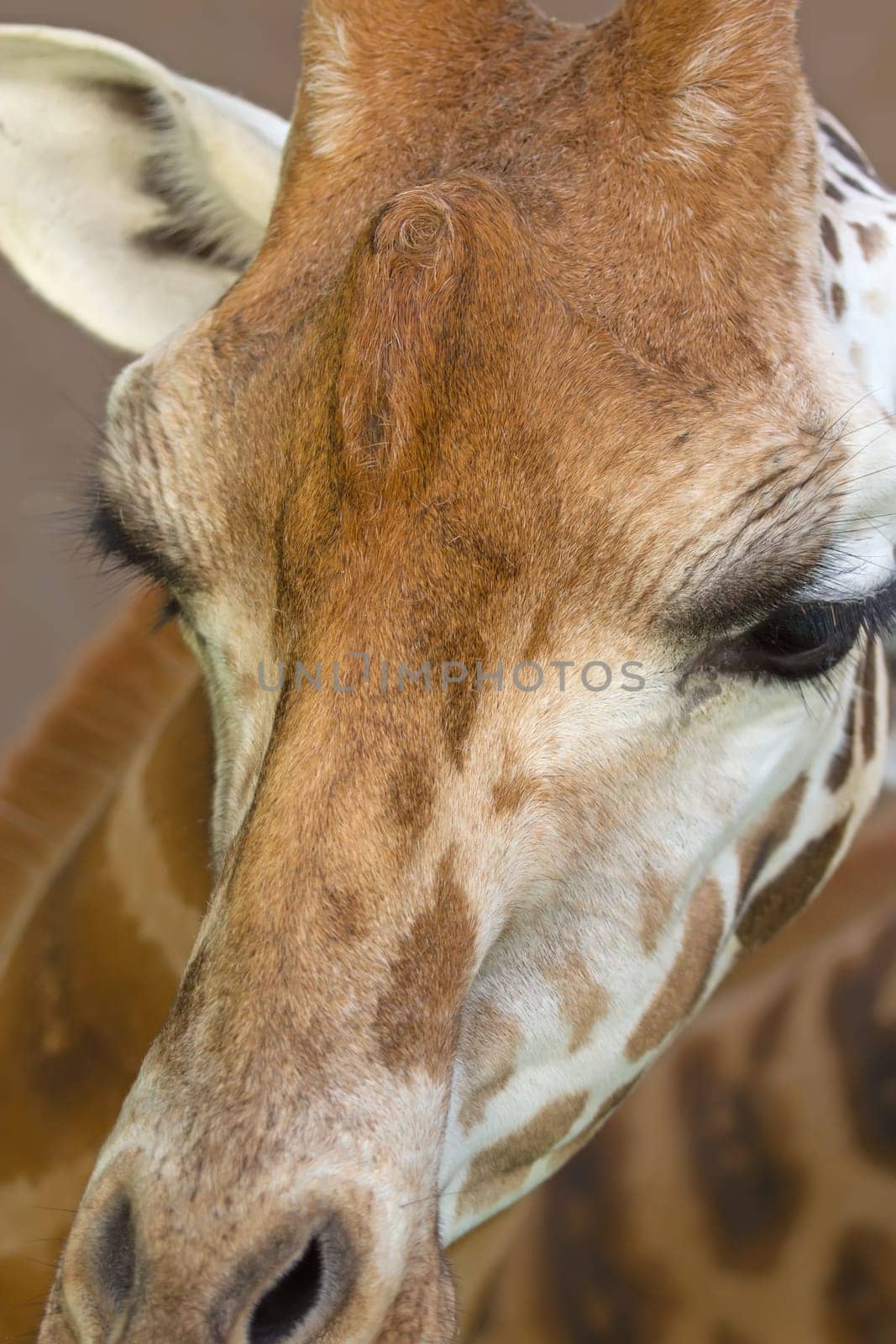 Closeup view of a giraffe head. Vertically.