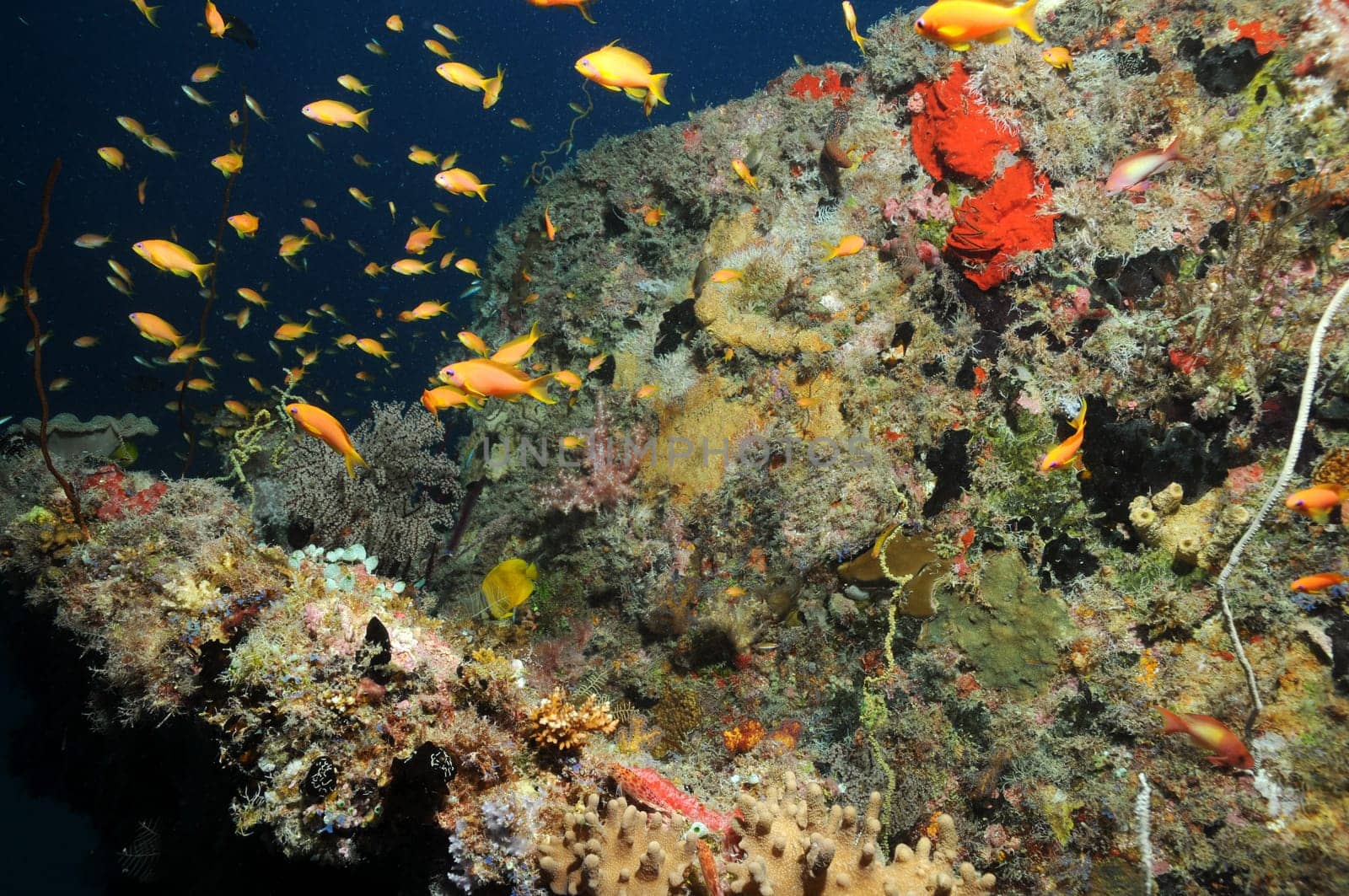 Anthias at the wreck