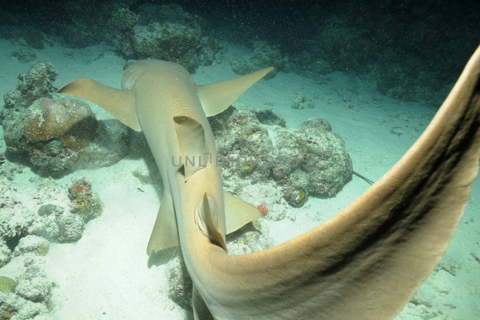 The nurse shark