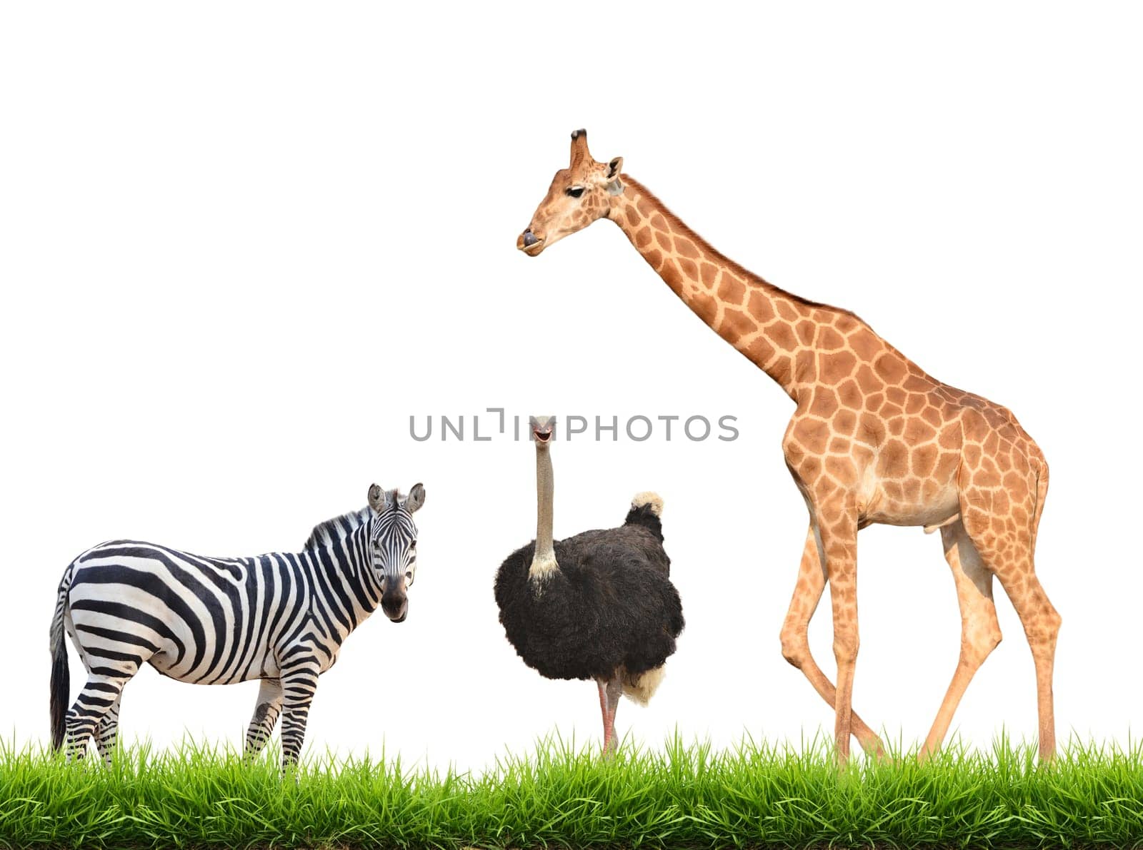 zebra ostrich giraffe with green grass isolated on white background