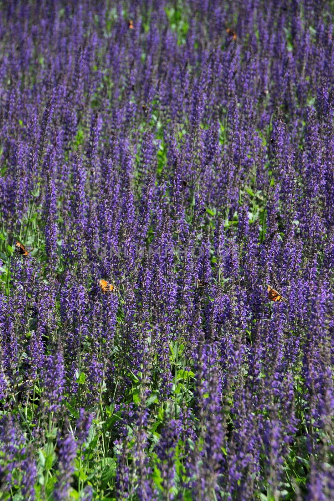 Lavender