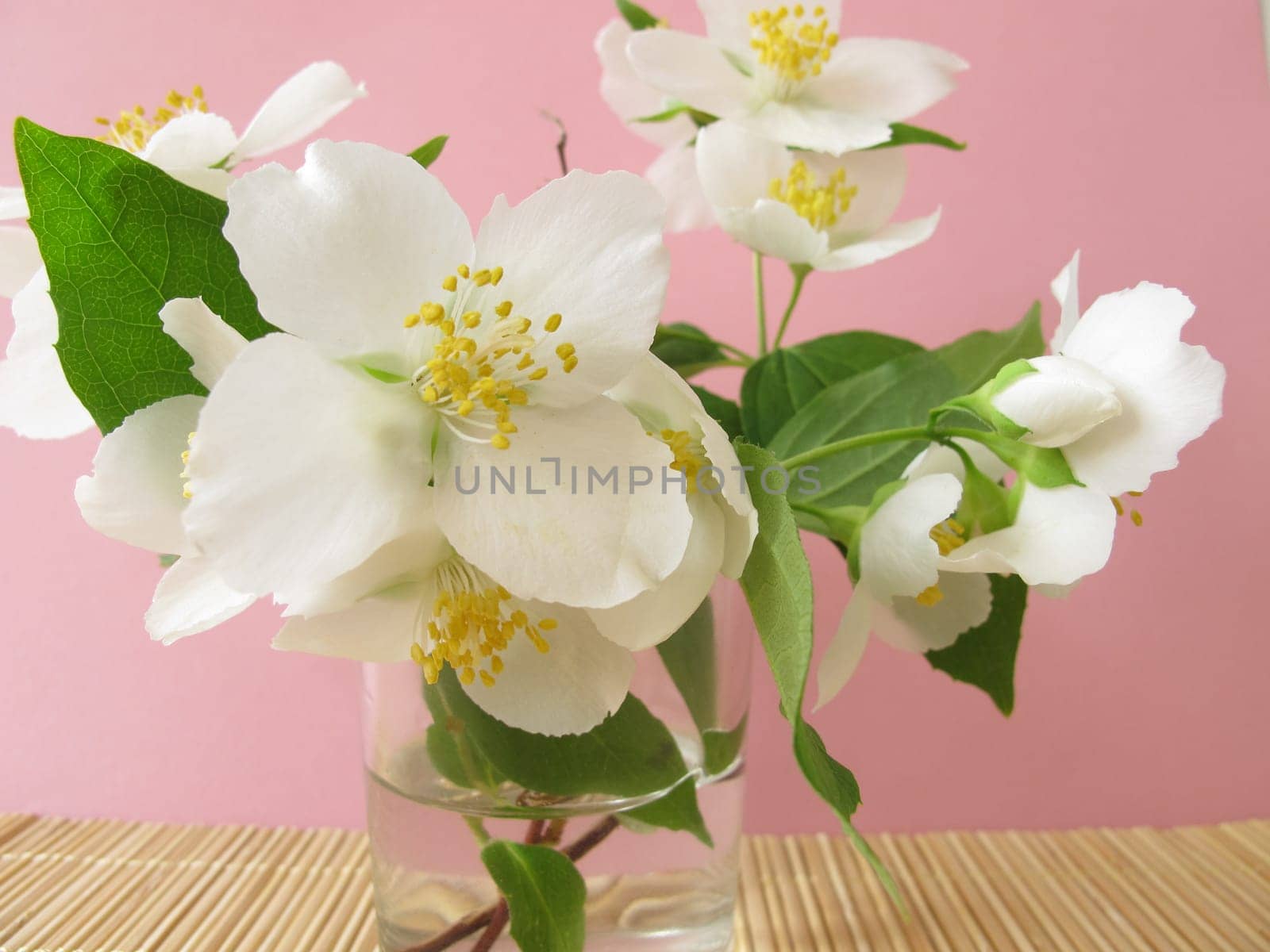 Flowering summer jasmine in a vase