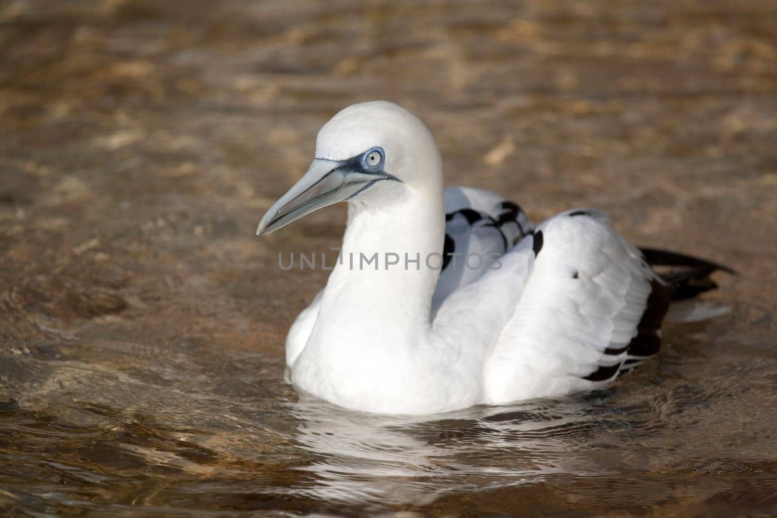 Gannets swimming alone on the water