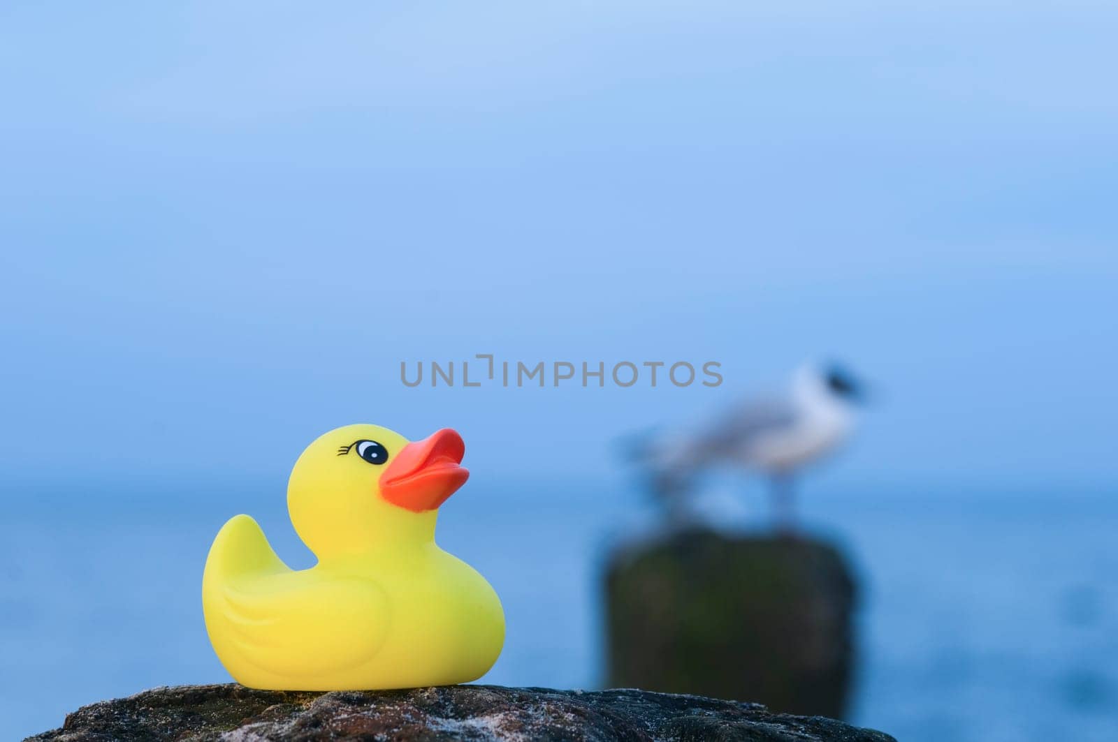 Outdoors on the Baltic Sea Beach at dusk with yellow rubber duck in the foreground and Seagull on stage sitting in the blurry background.