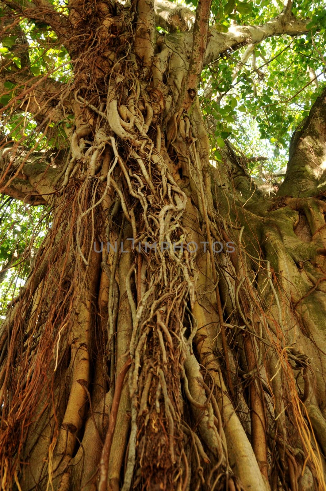 Aerial roots