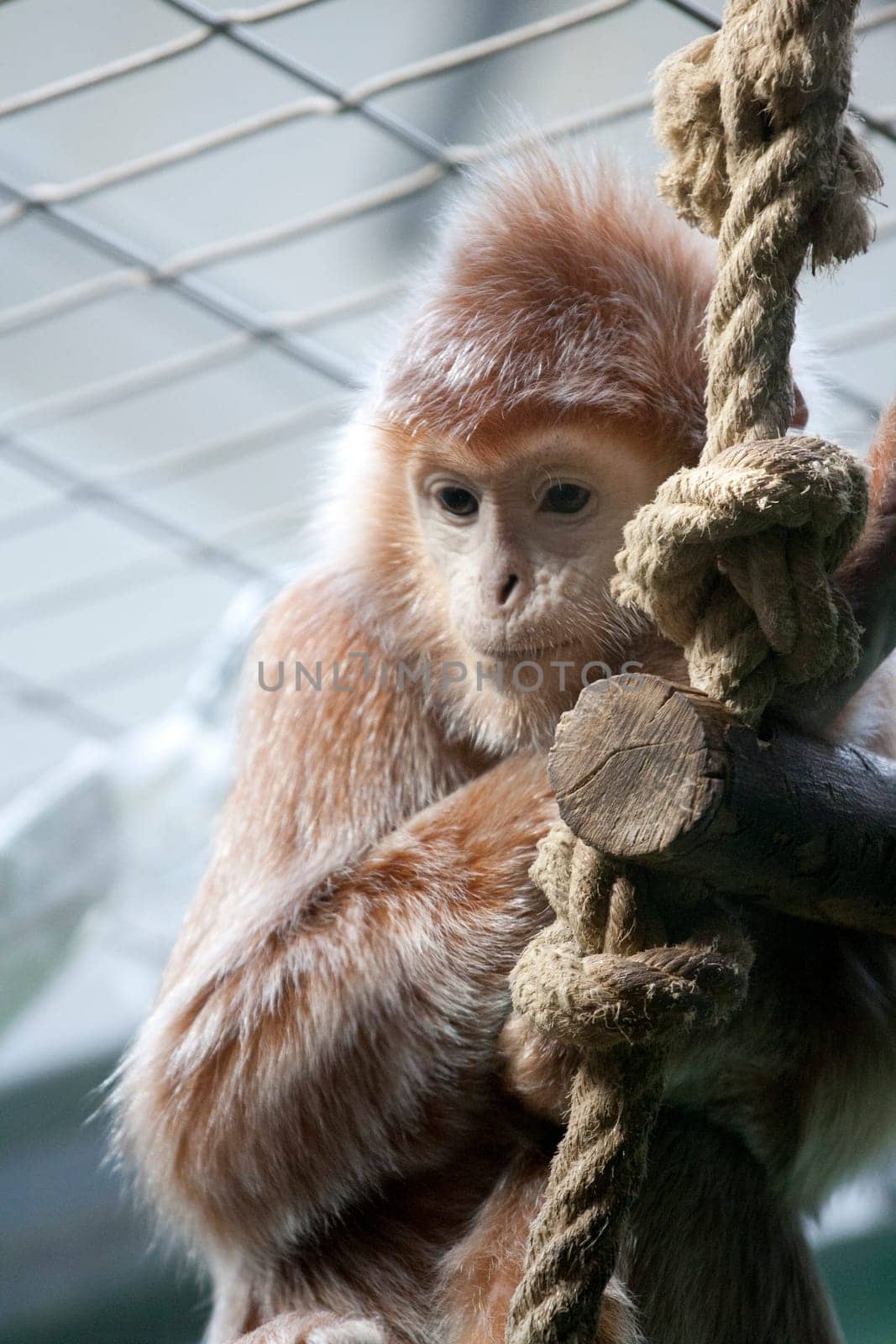 Crested langurs,young,small monkey on a climbing rope