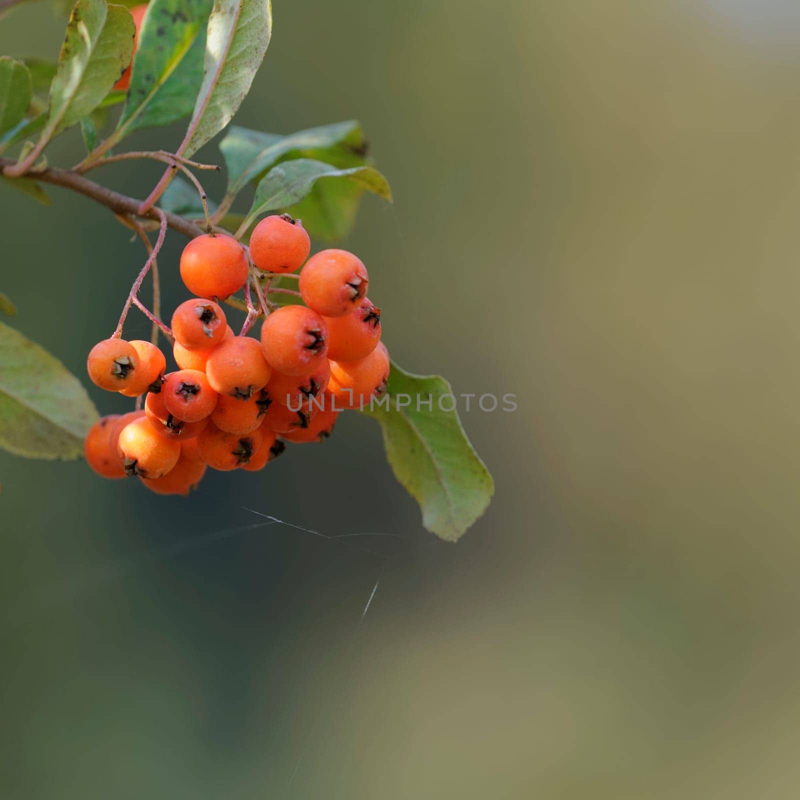 Firethorn