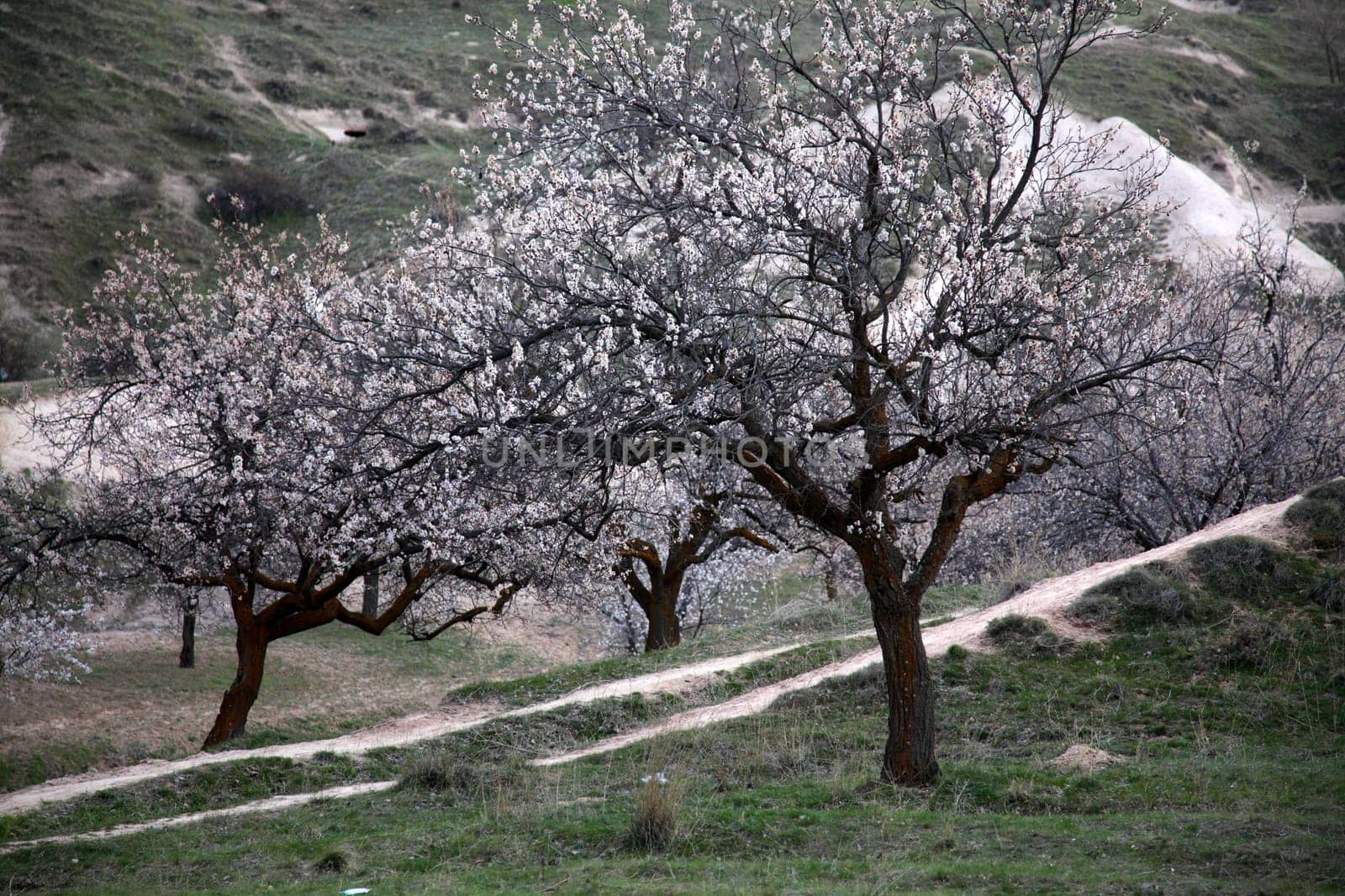 Flowering trees