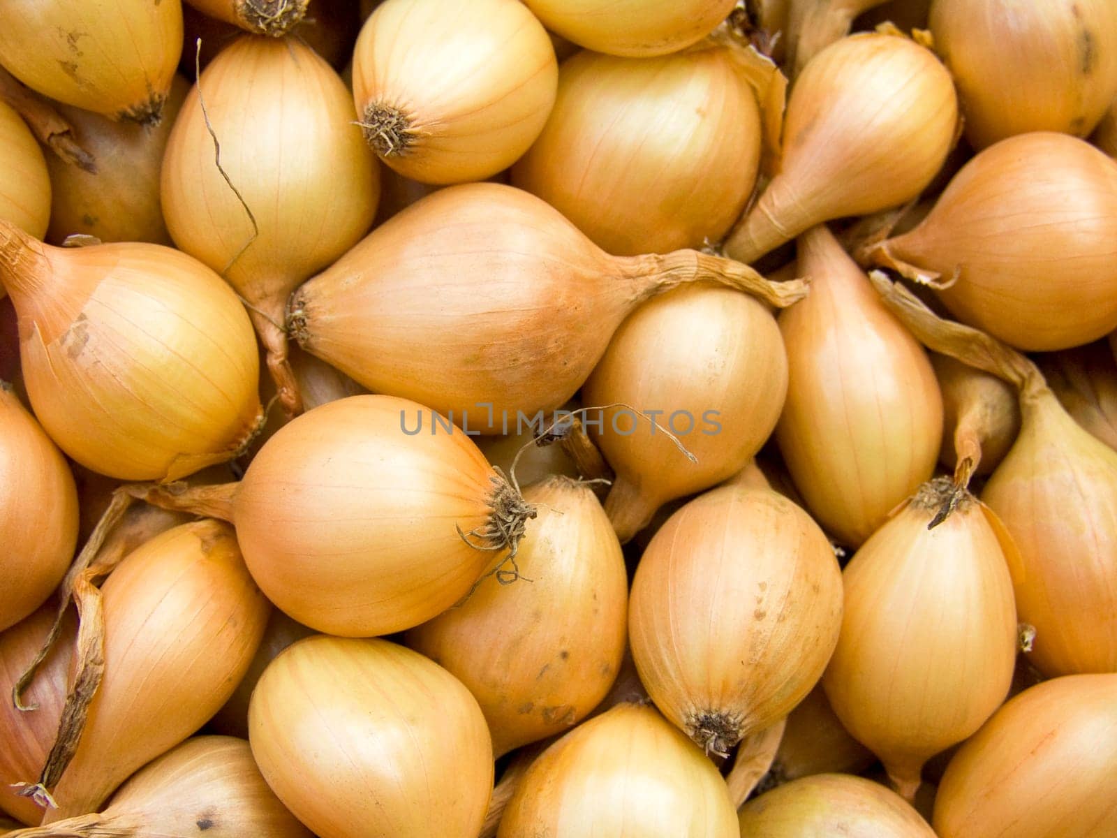 Agricultural background, a pile of beautiful bulb onions
