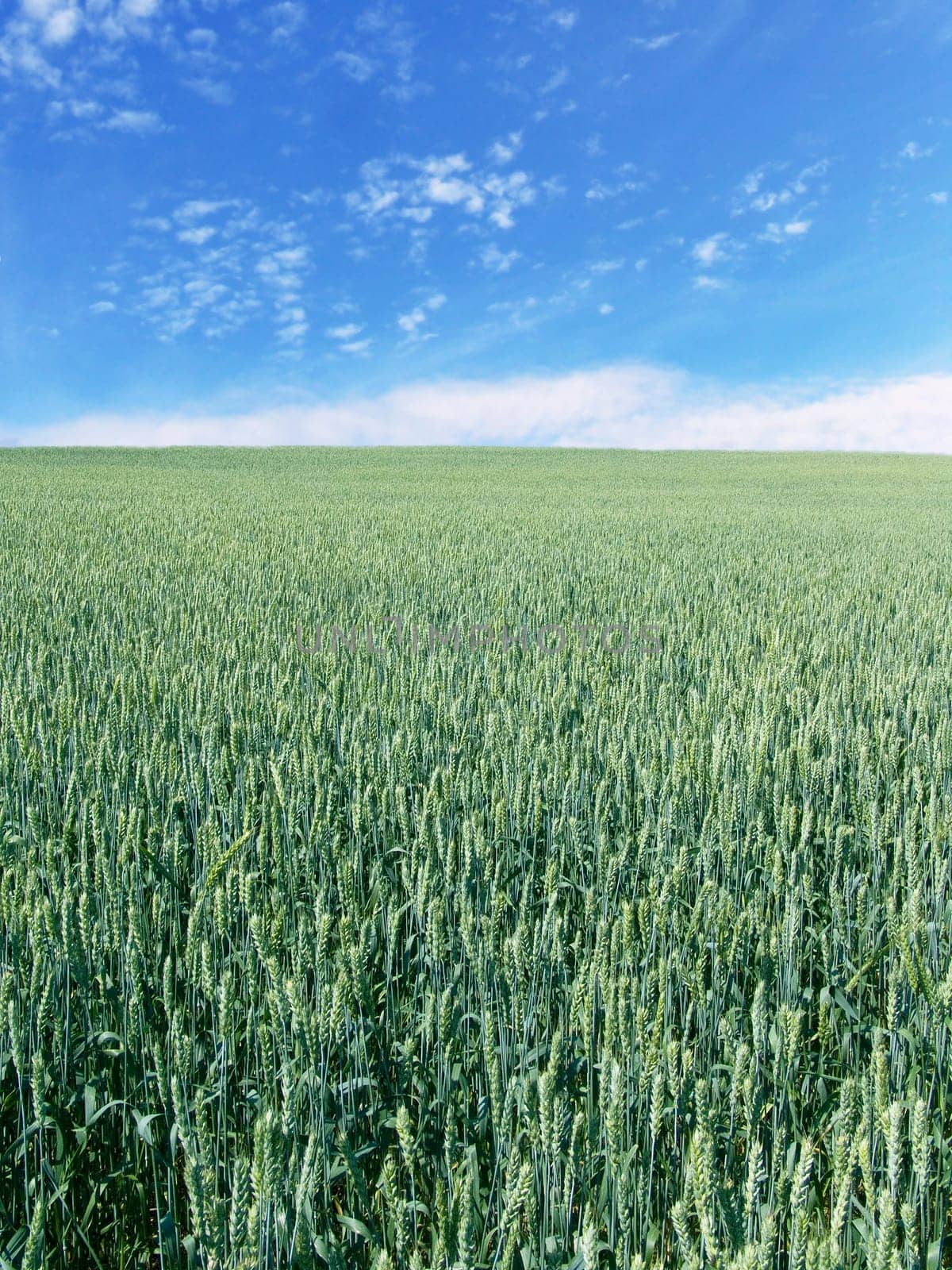 The beautiful vertical immature wheat field and clear blue sky, agriculture theme
