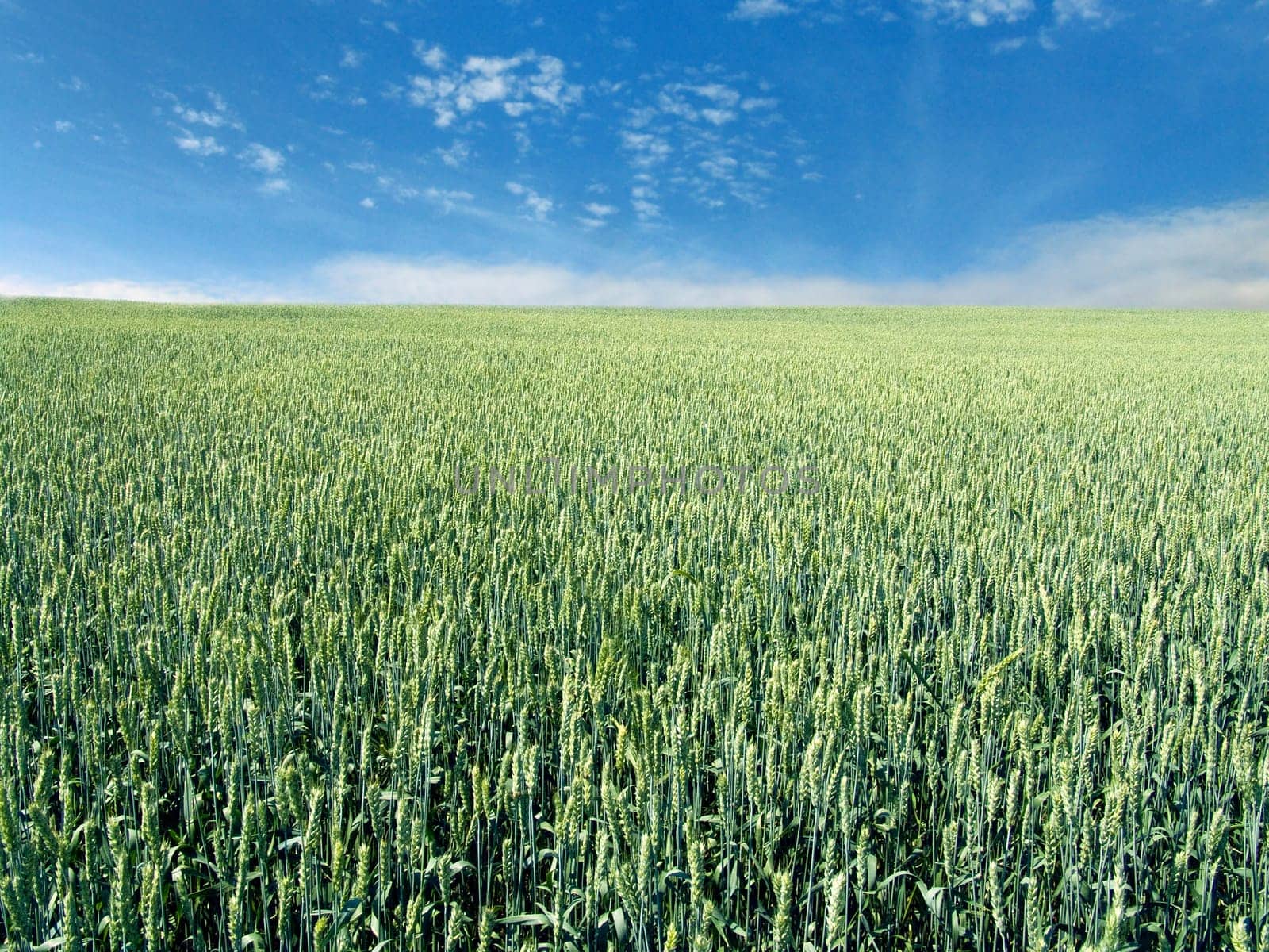 The beautiful immature wheat field and clear blue sky, agriculture theme