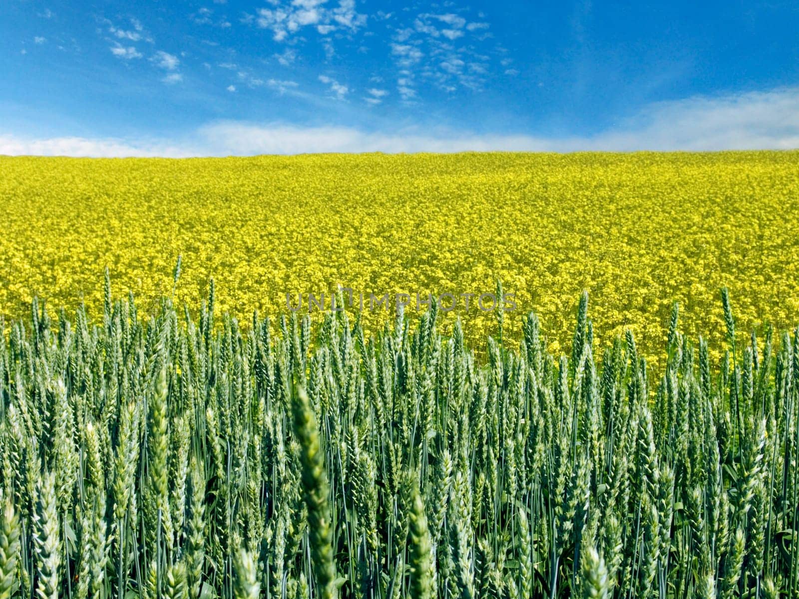 The beautiful rape and wheat field and clear blue sky, agriculture theme