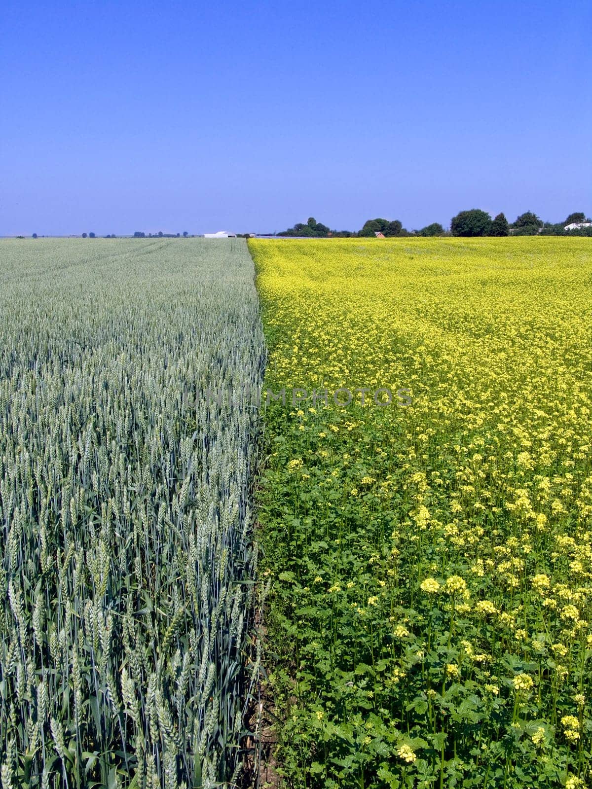 The beautiful wheat and rape field and clear blue sky, agriculture theme