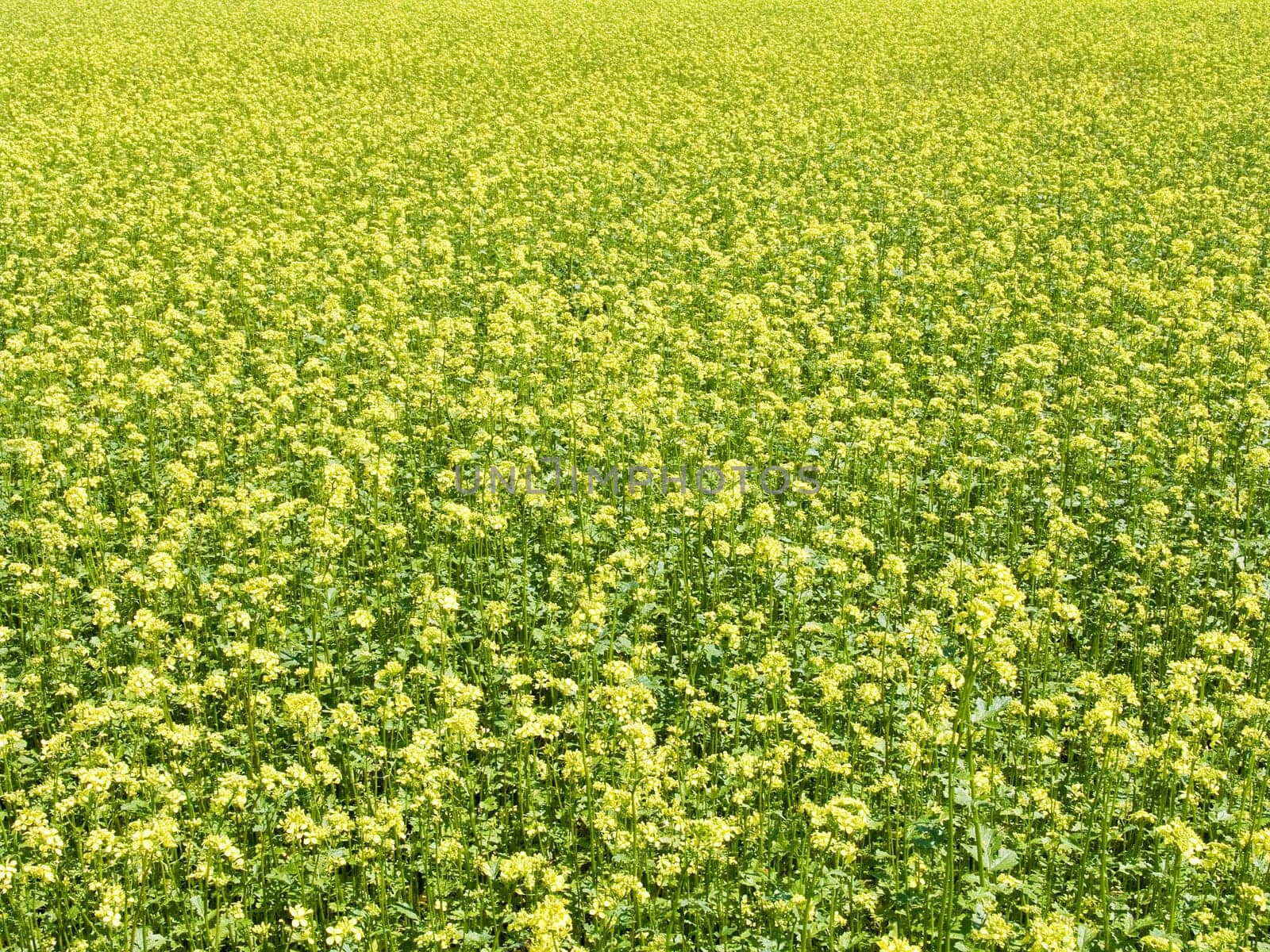 The beautiful rape field background, agriculture theme