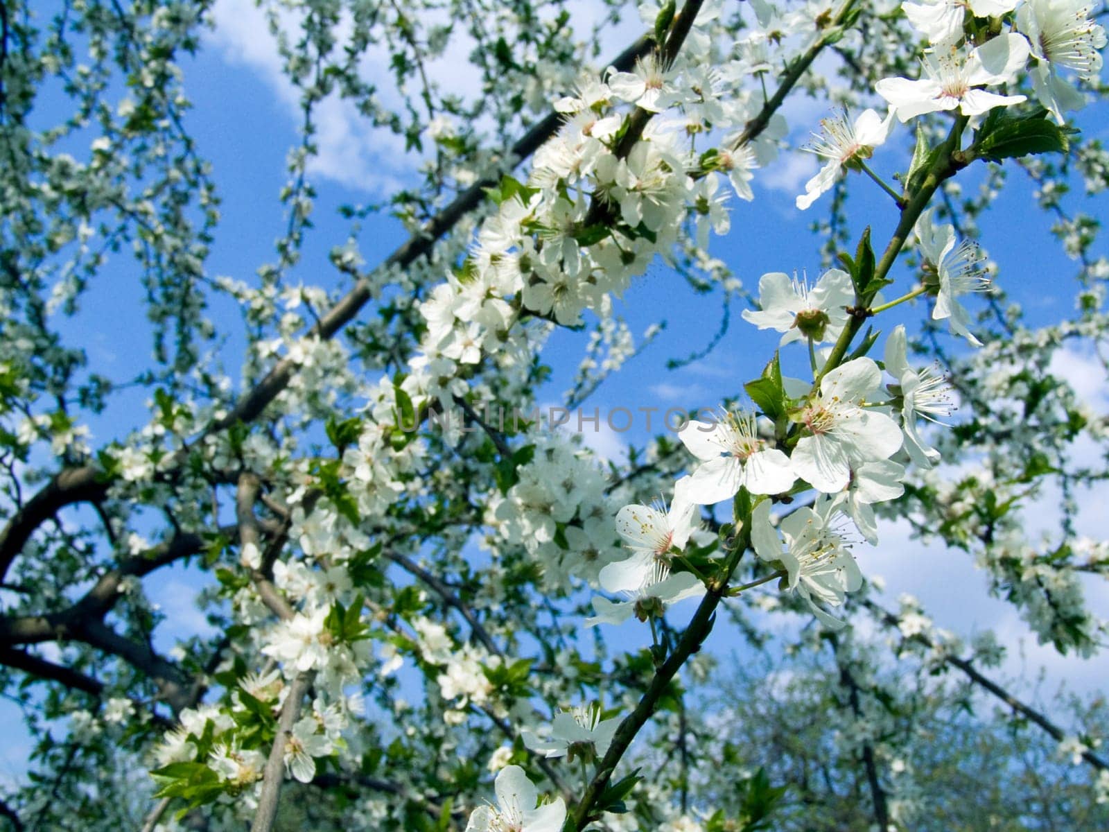 The spring time, beautiful blooming trees branches
