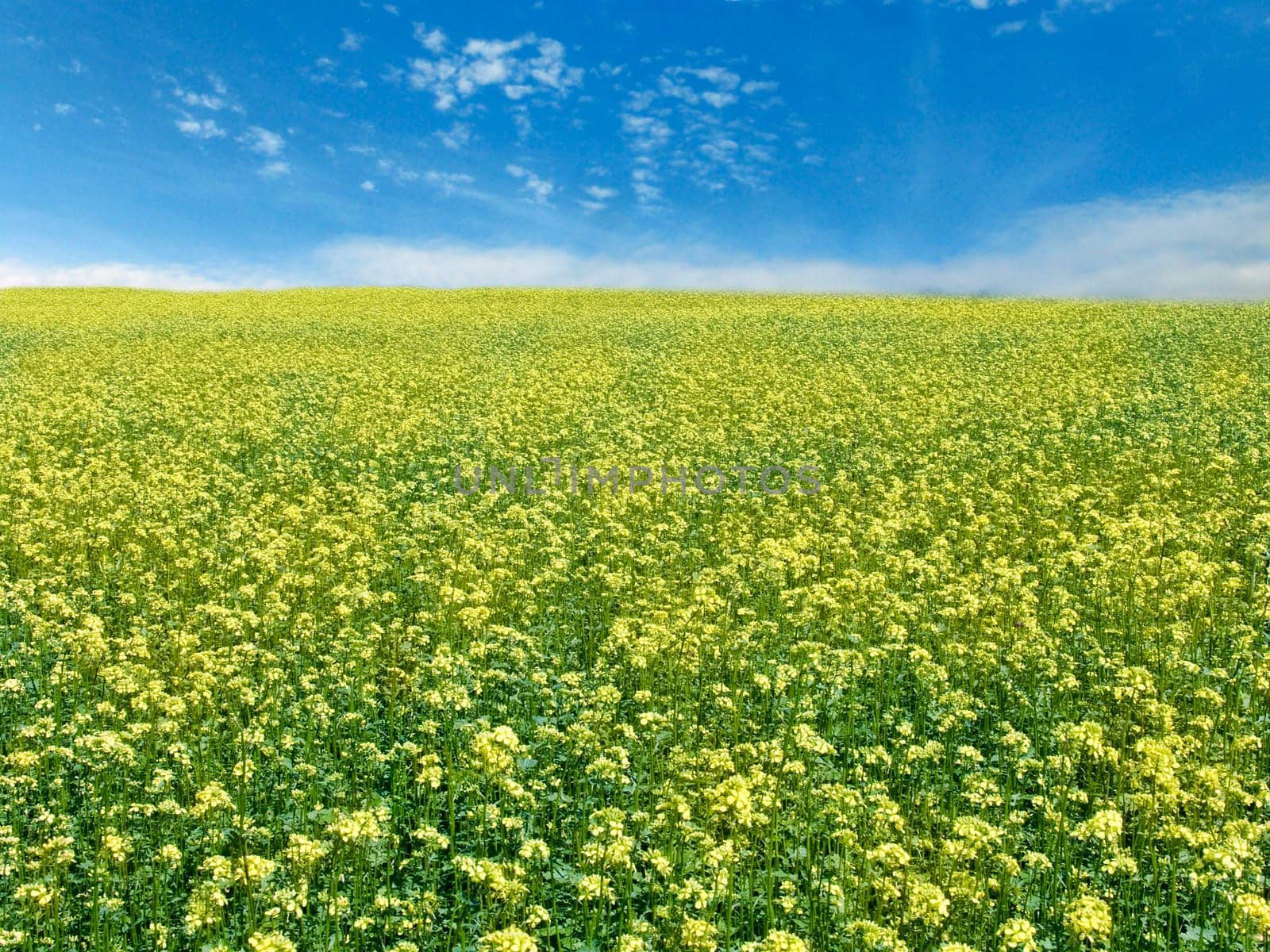 The beautiful rape field and clear blue sky, agriculture theme