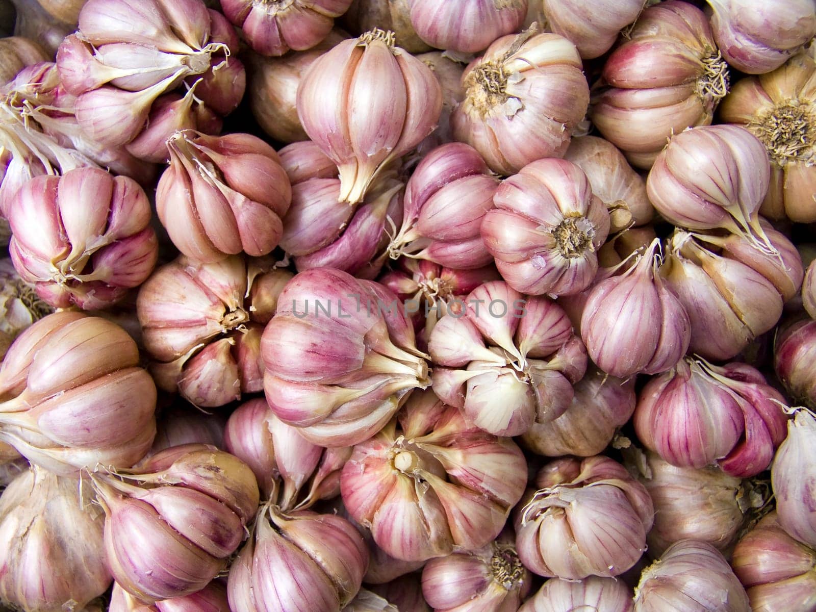 Agricultural background, a pile of beautiful garlic