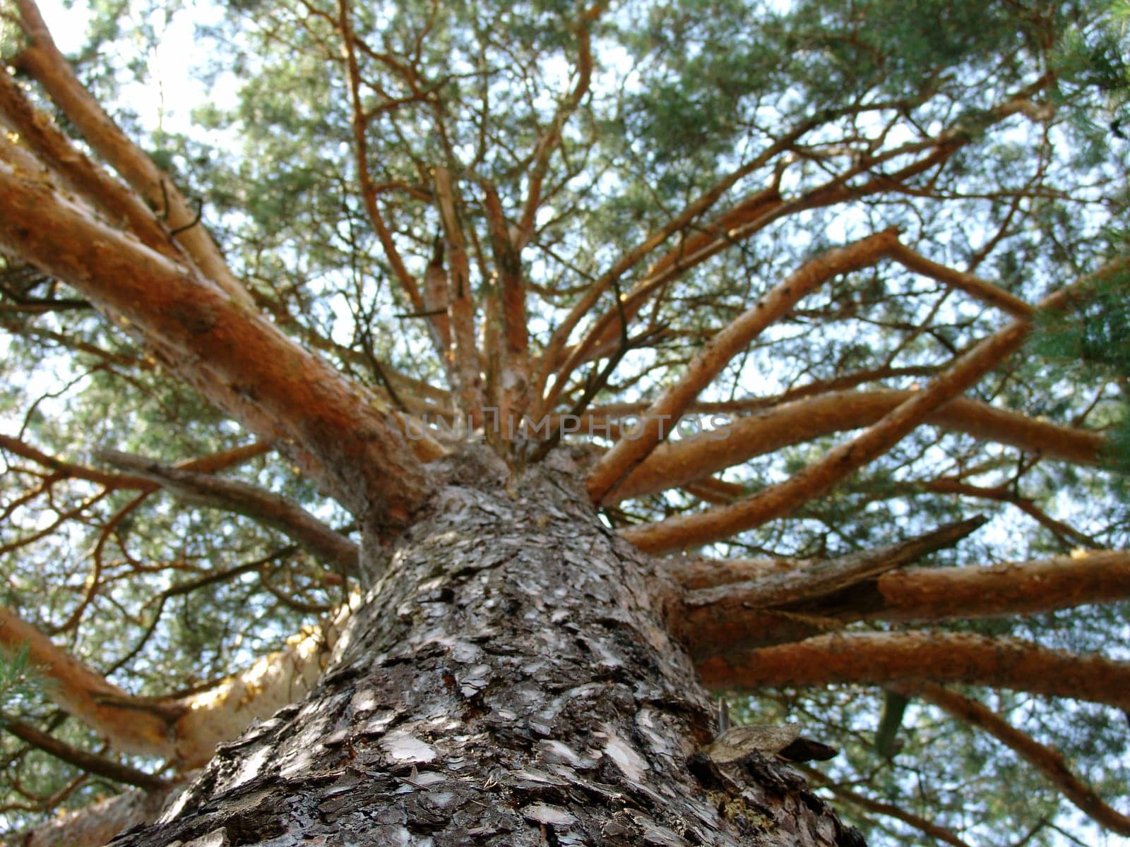 The large pine tree with beautiful branches, macro photography