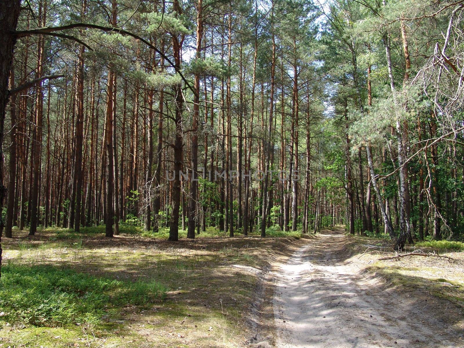 The sandy dirt road in a wild woods