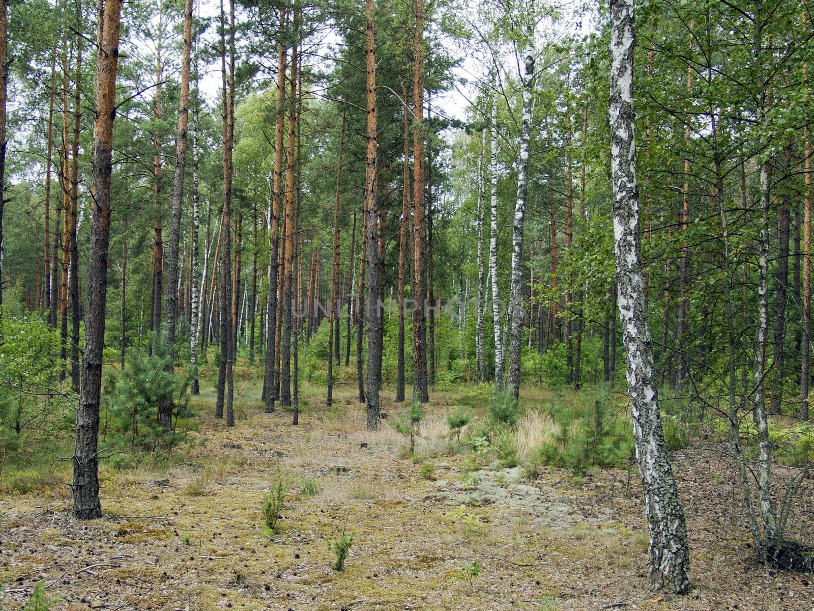 The mixed forest, birch and pine trees, beautiful wild nature landscape