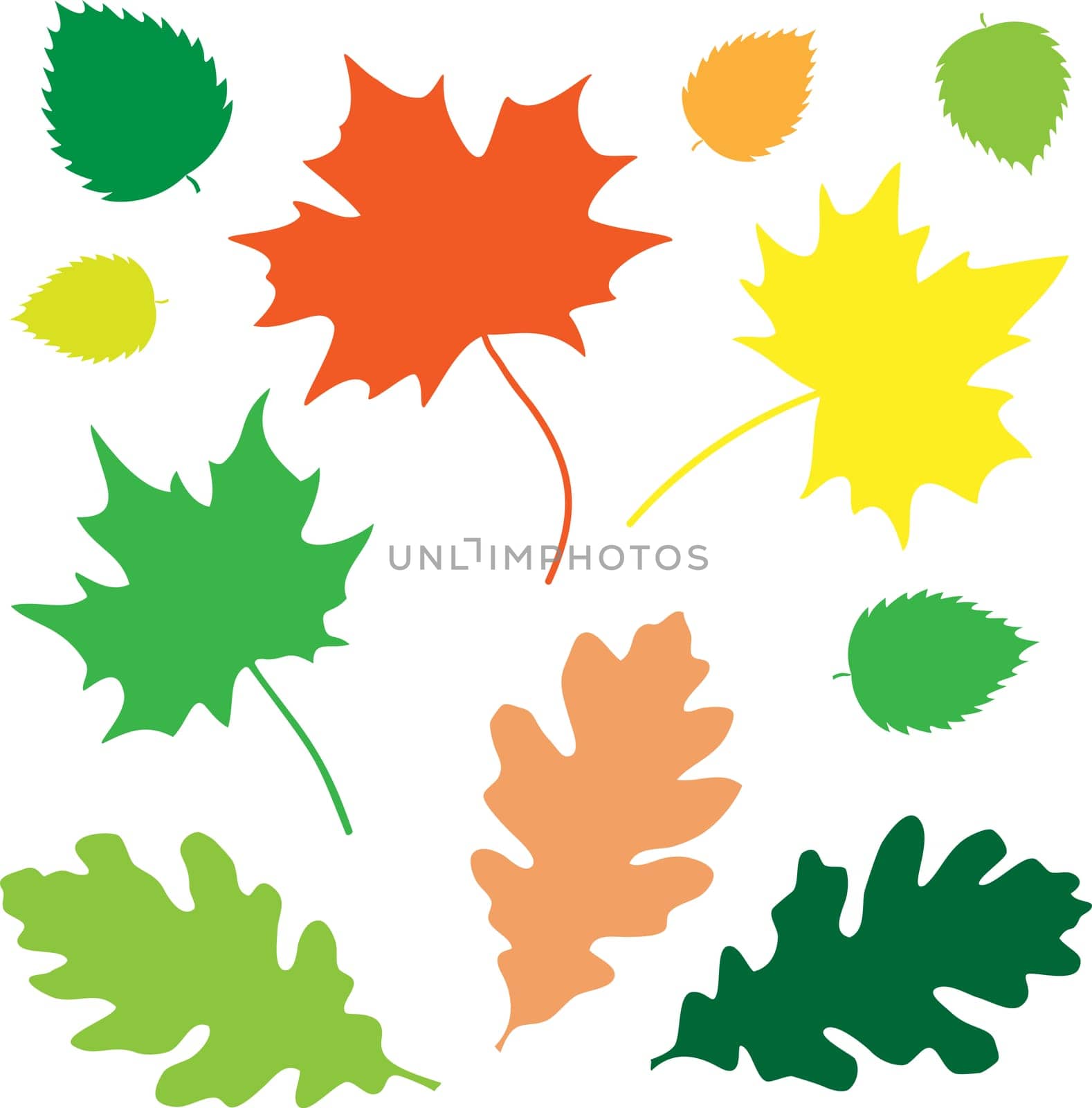 Oak and maple leaves on the white background