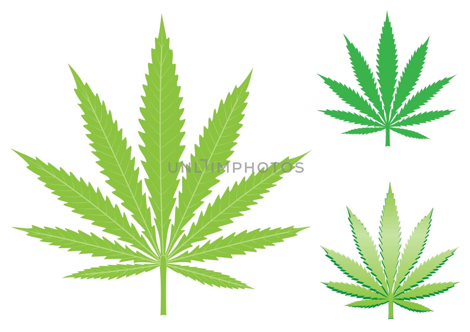 green hemp, cannabis leaf isolated on the white background