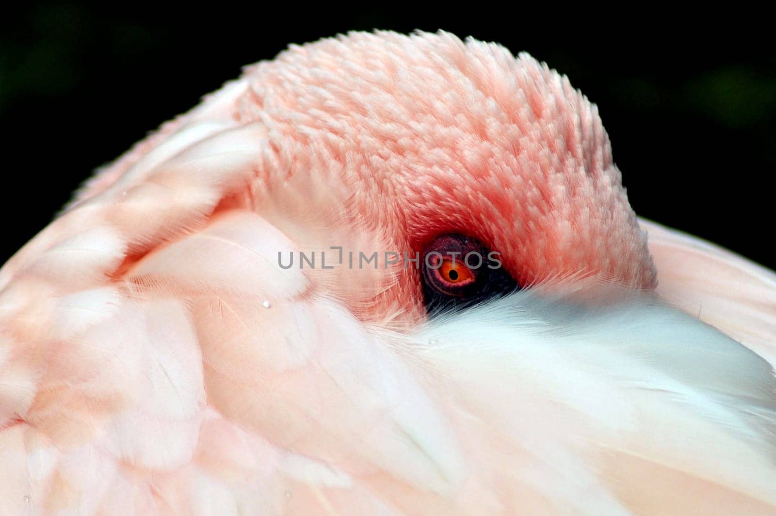 lesser flamingo