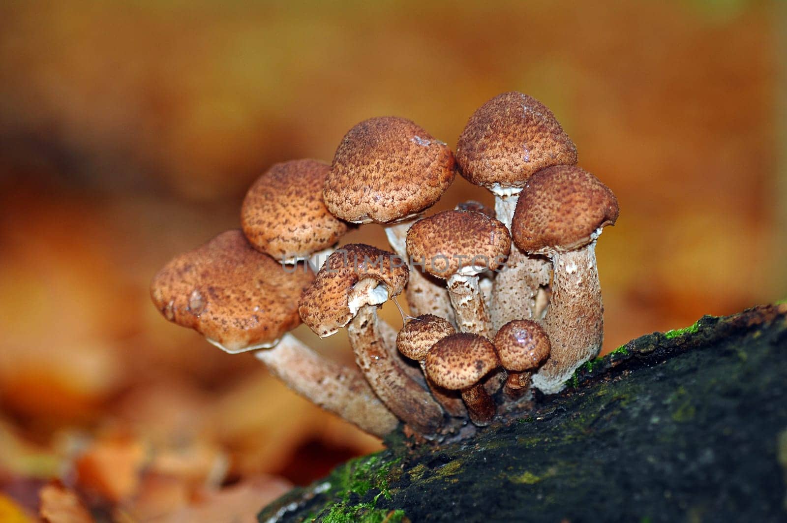 Honey fungus