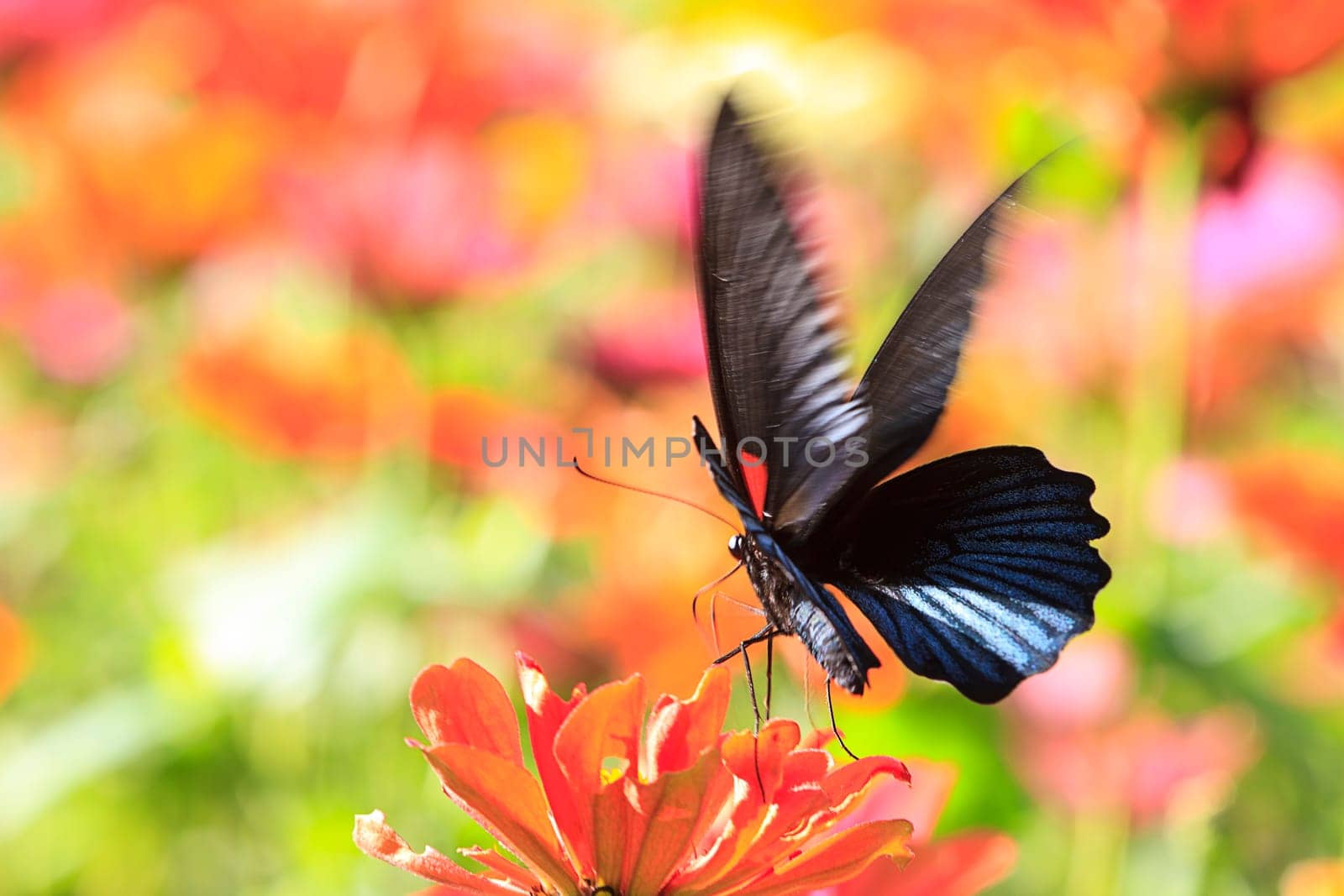 butterflies flying in cosmos flowers