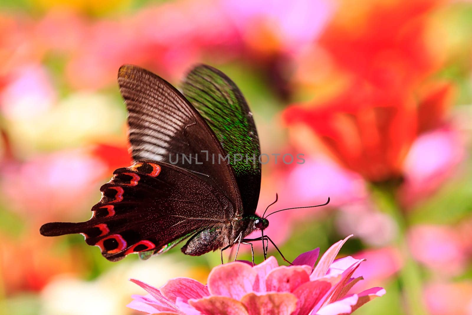 butterflies flying in cosmos flowers